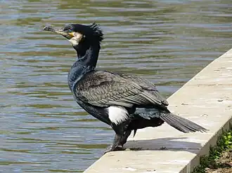 Description de cette image, également commentée ci-après