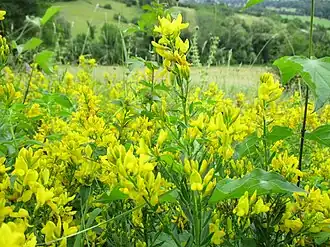 Fleurs de Genêt des teinturiers.