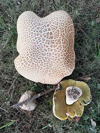 Description de cette image, également commentée ci-après