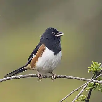 Photo d'un Tohi à flancs roux posé sur une branche. L'oiseau a un dos et une tête noirs et un ventre blanc, séparés par une tâche rousse.