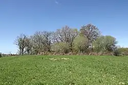 Au bout d'un pré, un bosquet pousse sur une butte