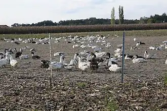 photo couleur d'une bande de canards dans un chaume de maïs, clôturé par un grillage.