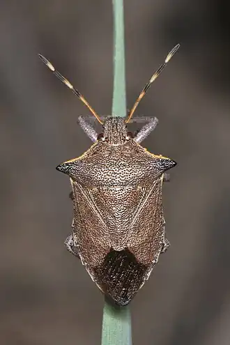 Description de l'image 226384731_Picromerus_nigridens.jpg.