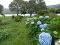 Hortensias au bord du lac de Sete Cidades