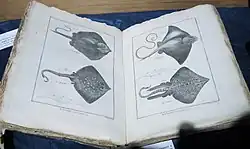 Ouvrage de l'abbé Pierre Joseph Bonnaterre consacré à l'ichtyologie publié en 1788, exposé au « Marinarium » de Concarneau, décrivant et illustrant les poissons connus à l'époque, dont plusieurs espèces de raies.