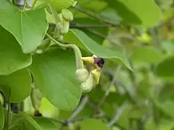 photo : Aristoloche (fleur)