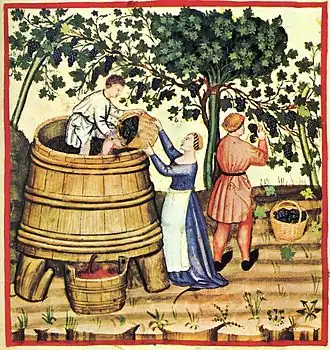 Vendanges sur hautains au XIVe&nbsp;siècle Taccuino Sanitatis
