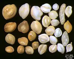 Foraminifères de l'océan Indien, côte Sud-Est de Bali. Largeur de champ = 5,5&nbsp;mm.