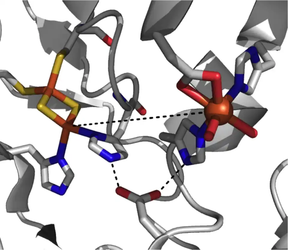 Structure du site actif d'une dioxygénase de Rieske indiquant le centre fer-soufre [2Fe-2S] à gauche, le fer monocaténaire à droite, et le résidu d'aspartate pontant en bas (PDB&nbsp;2B1X).