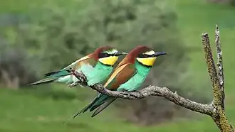 Deux Guêpiers d'Europe.