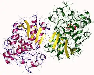 Image illustrative de l’article Bisphosphoglycérate mutase