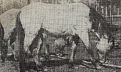 Image noir et blanc d'une vieille coupure de journal montrant un poulain la tête basse.