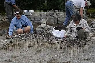 Implantation du Tacon Site de la Résilience dans la ZEC Martin-Valin près du lac Jalobert et réalisation des Mille nids de grive de Bicknell.