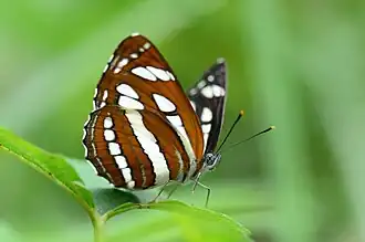 Description de cette image, également commentée ci-après