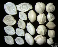 Foraminifères de la Mer Adriatique, île de Pag -60 m. Largeur de champ = 5,5&nbsp;mm.