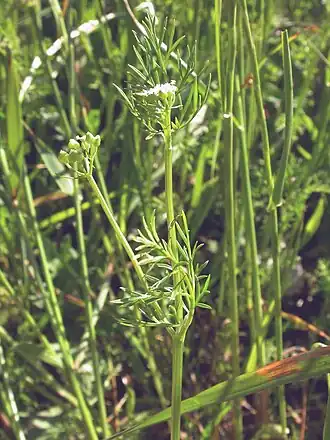 Description de l'image 3988-Bifora testiculata-Gargano-5.06.jpg.