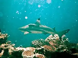 Un requin pointe noire adulte (Carcharhinus melanopterus), plus en profondeur.