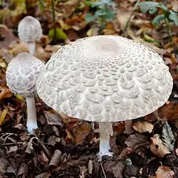 Macrolepiota rachodes