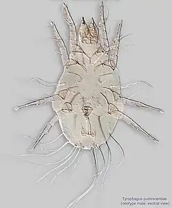 Tyrophagus putrescentiae (mâle).