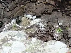 Cormorans huppé sur son nid avec un jeune