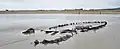 Plage de Sainte-Anne-la-Palud : épave émergeant du sable à marée basse un jour d'amaigrissement de la plage.