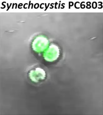 Description de l'image 41598 2018 31638 Fig3 HTML extract.png.