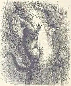 Illustration pour Le Désert et le Monde Sauvage (c. 1866).