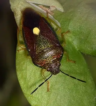 Description de cette image, également commentée ci-après