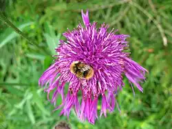 Centaurée scabieuse - Centaurea scabiosa