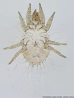 Tyrolichus casei (mâle).