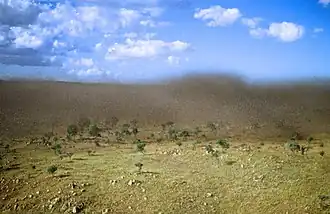 Essaim de criquets migrateurs à Madagascar (photo M. Lecoq).