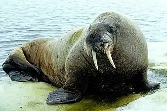 Odobenus rosmarus (Odobenidae)