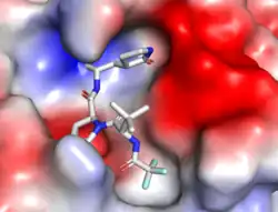 Représentation électrostatique de la surface de la structure cristalline 7si9 de la protéase principale du SARS-CoV-2 (Mpro ou 3CLpro) avec l'inhibiteur PF-07321332 représenté par des bâtonnets gris