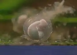 Embryon âge de 8 jours