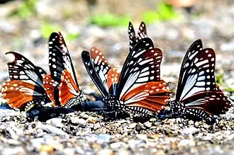 Description de cette image, également commentée ci-après