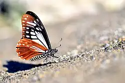 Papilio agestor, ailes repliées