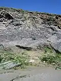 Brèches affleurant au pied des falaises sur la plage de Ty Anquer un jour d'amaigrissement de la plage.