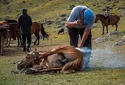 Photographie d'un homme marquant au fer un cheval roux allongé sur le sol.