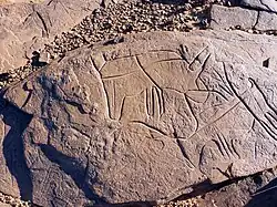 Gravure d'un rhinocéros.