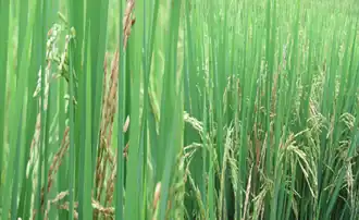 Image illustrative de l’article Brûlure bactérienne de la panicule du riz