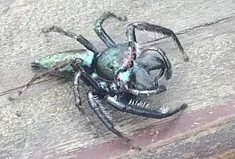 Description de l'image A. pterygodes 2.jpg.