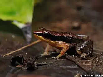 Description de l'image A.granti.jpg.