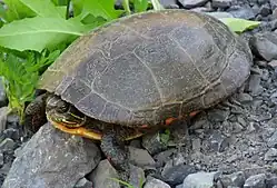 C. p. marginata sur un rocher, la tête regardant à gauche et légèrement rentrée sous sa carapace.