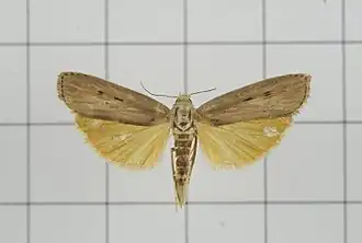 Description de l'image A35-20150609-223 (20321102264).jpg.