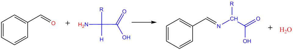 Réaction d'un acide aminé avec un aldéhyde aromatique.