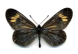 Description de l'image AC83 Actinote zikani (49807063187) cropped mp.jpg.