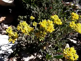 Description de l'image ALYSSUM ALPESTRE - MONTSEC - IB-144 (Botgeta alpestre).jpg.