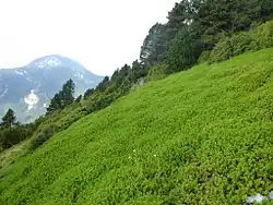 vue d'ensemble de Raisin d'Ours (Catalogne)