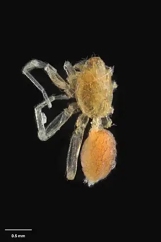 Description de l'image AS000011 Pounamuella australis (Forster 1964) Te Papa 125281 262233.jpg.