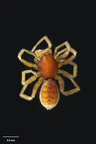 Description de l'image AS000013 Duripelta borealis Forster 1956 Te Papa 125439 181215.jpg.